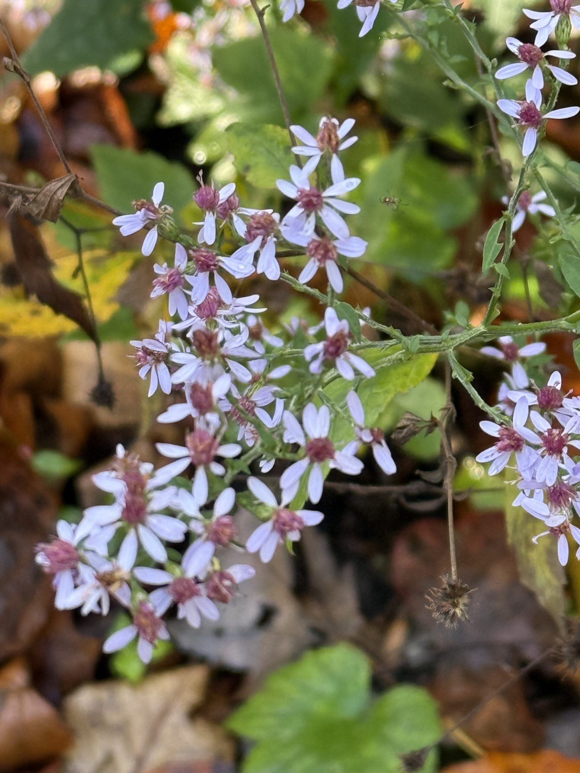 Getting “Born Again” (Part 2)